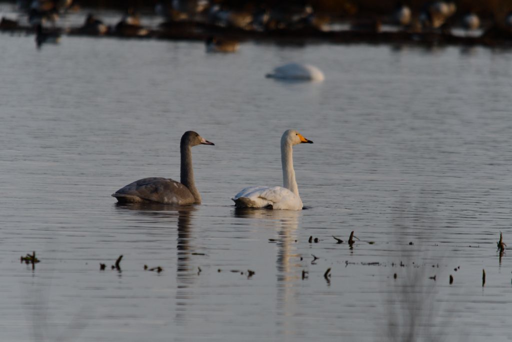 Ålsjöns Naturreservat 2025-11-13