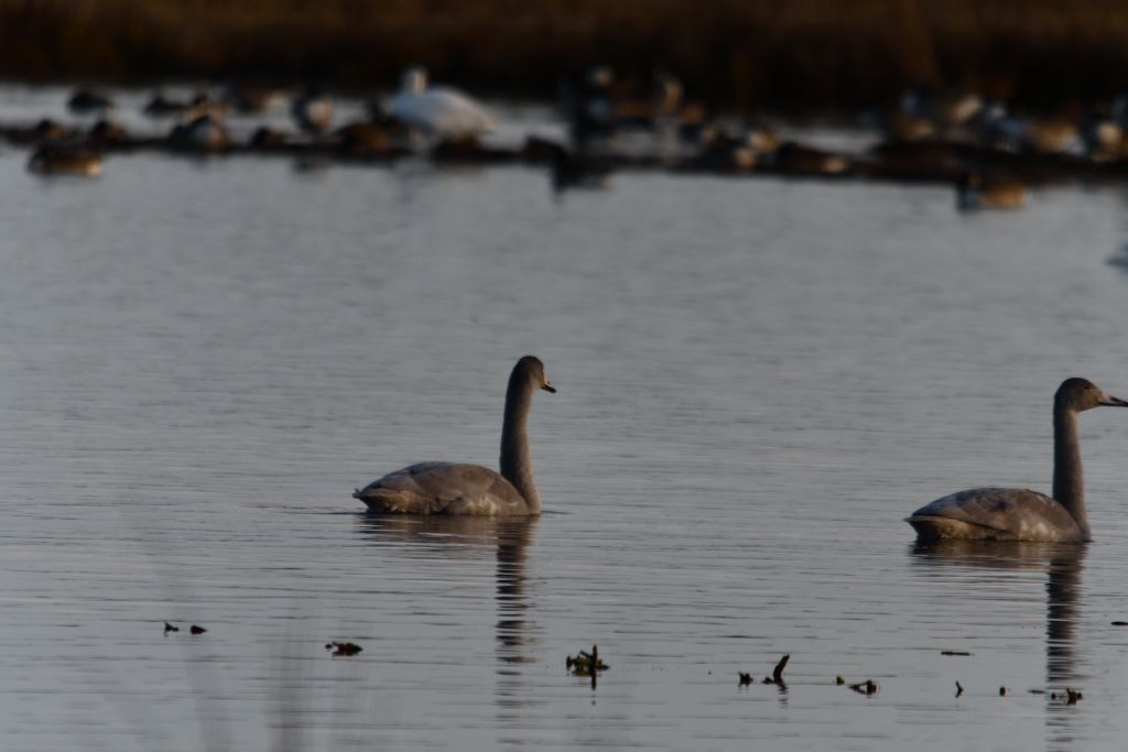 Ålsjöns Naturreservat 2025-11-13