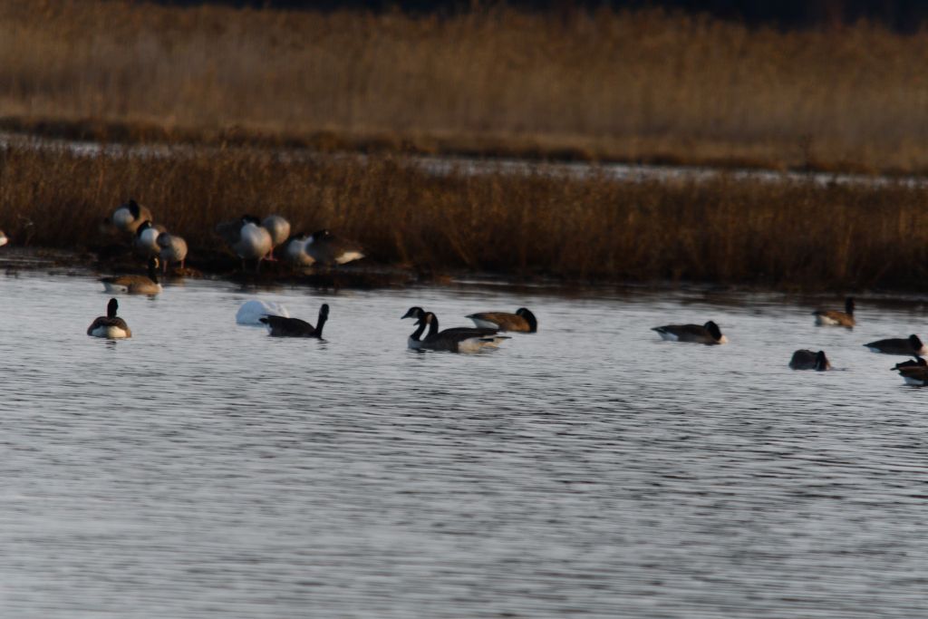Ålsjöns Naturreservat 2025-11-13