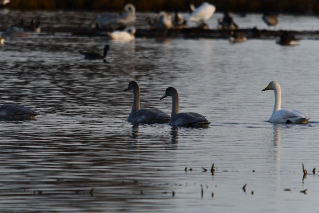 Ålsjöns Naturreservat 2025-11-13