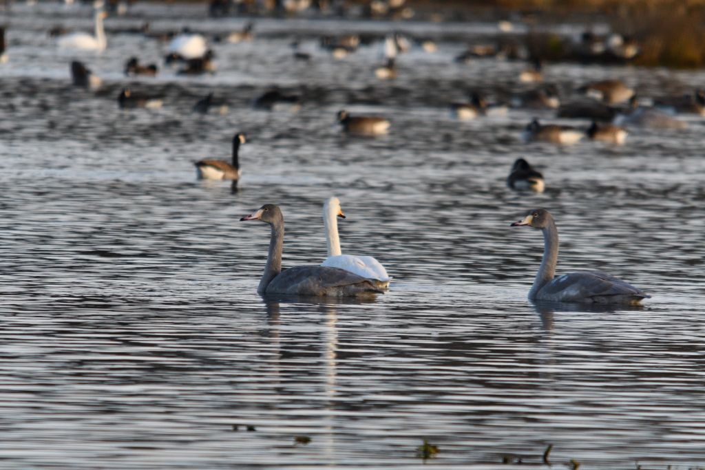 Ålsjöns Naturreservat 2025-11-13