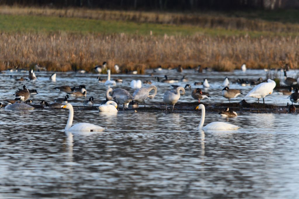 Ålsjöns Naturreservat 2025-11-13
