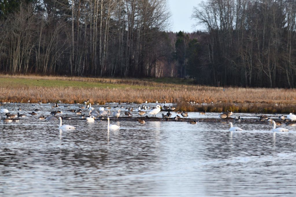 Ålsjöns Naturreservat 2025-11-13