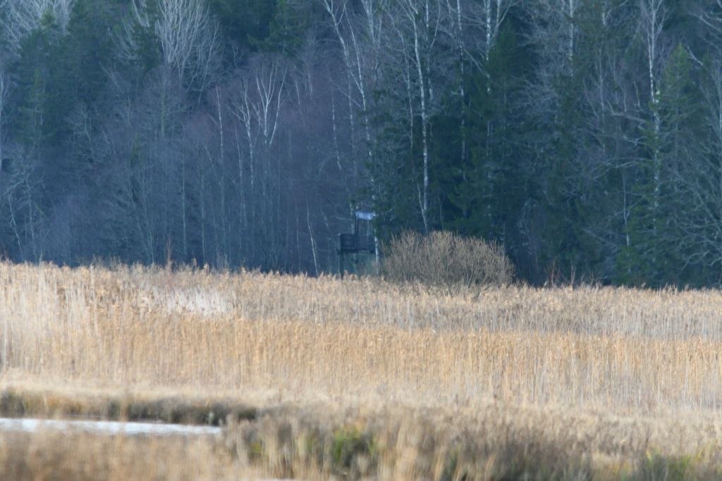 Ålsjöns Naturreservat 2025-11-13