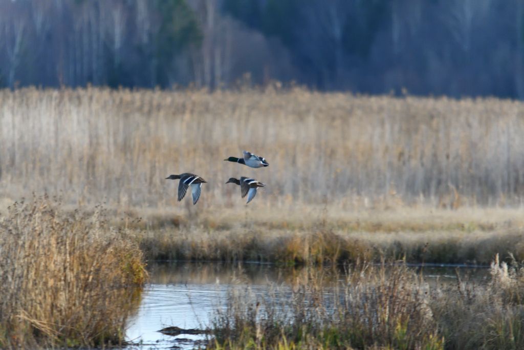 Ålsjöns Naturreservat 2025-11-13