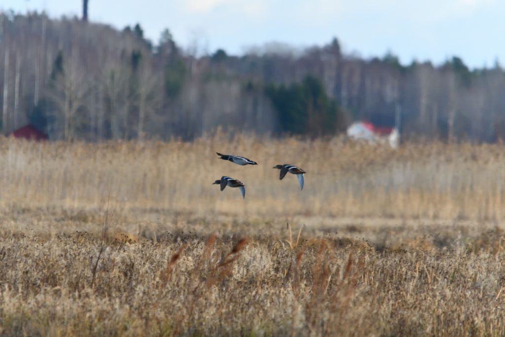 Ålsjöns Naturreservat 2025-11-13