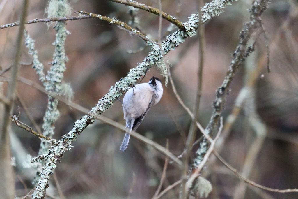 Ålsjöns Naturreservat 2025-11-13
