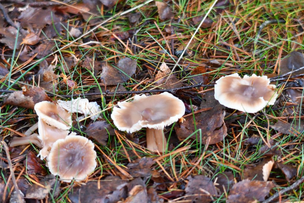Ålsjöns Naturreservat 2025-11-13