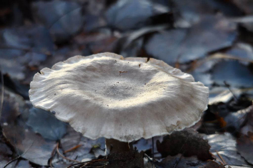 Ålsjöns Naturreservat 2025-11-13
