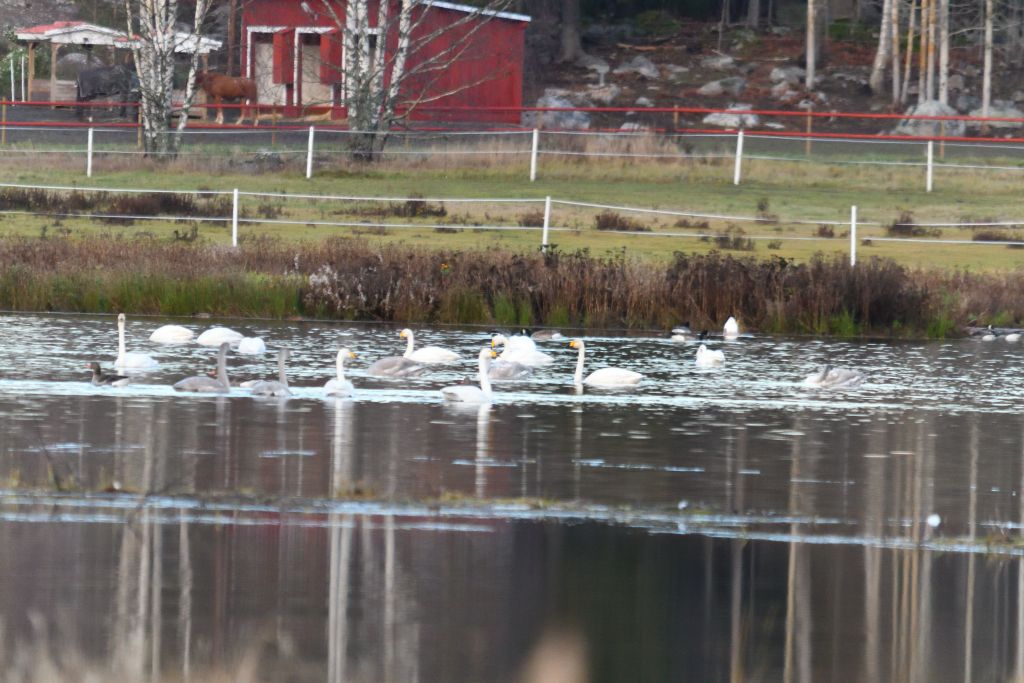 Ålsjöns Naturreservat 2025-11-13