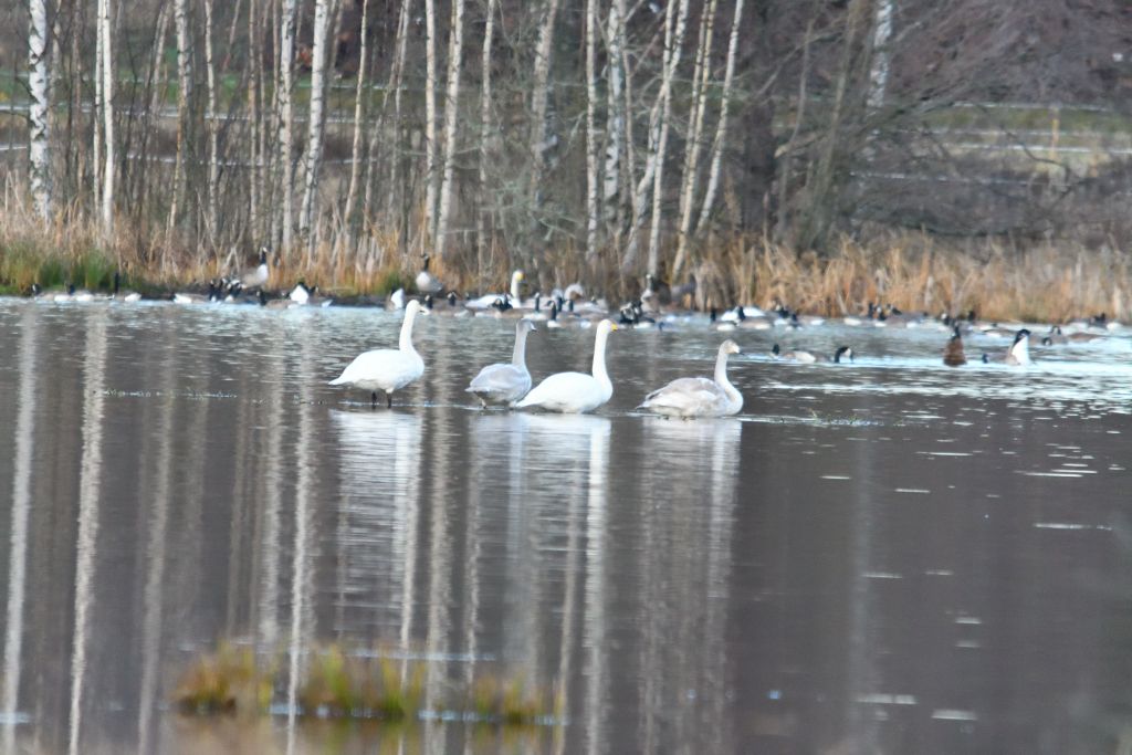Ålsjöns Naturreservat 2025-11-13