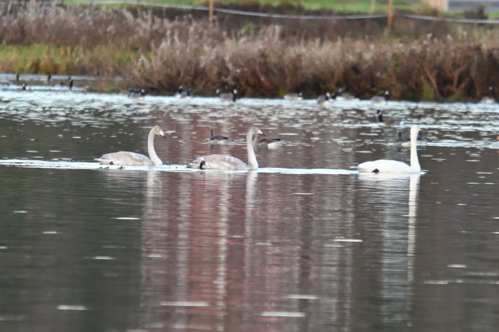 Ålsjöns Naturreservat 2025-11-13