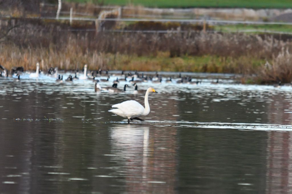 Ålsjöns Naturreservat 2025-11-13