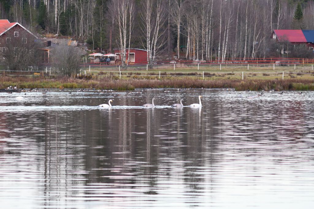 Ålsjöns Naturreservat 2025-11-13