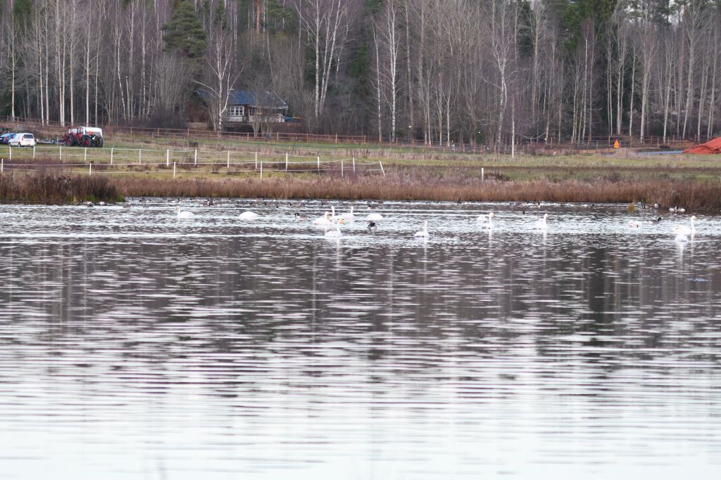 Ålsjöns Naturreservat 2025-11-13
