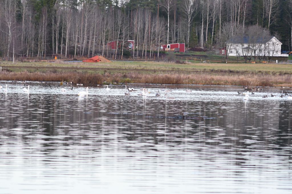 Ålsjöns Naturreservat 2025-11-13