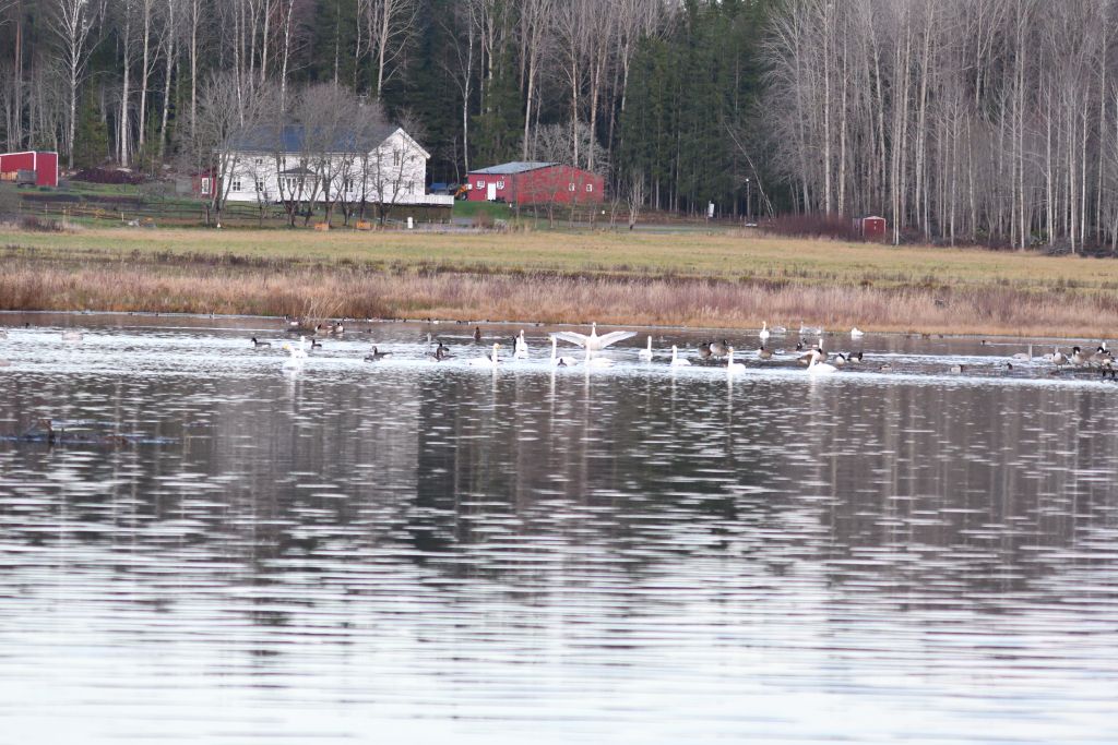 Ålsjöns Naturreservat 2025-11-13