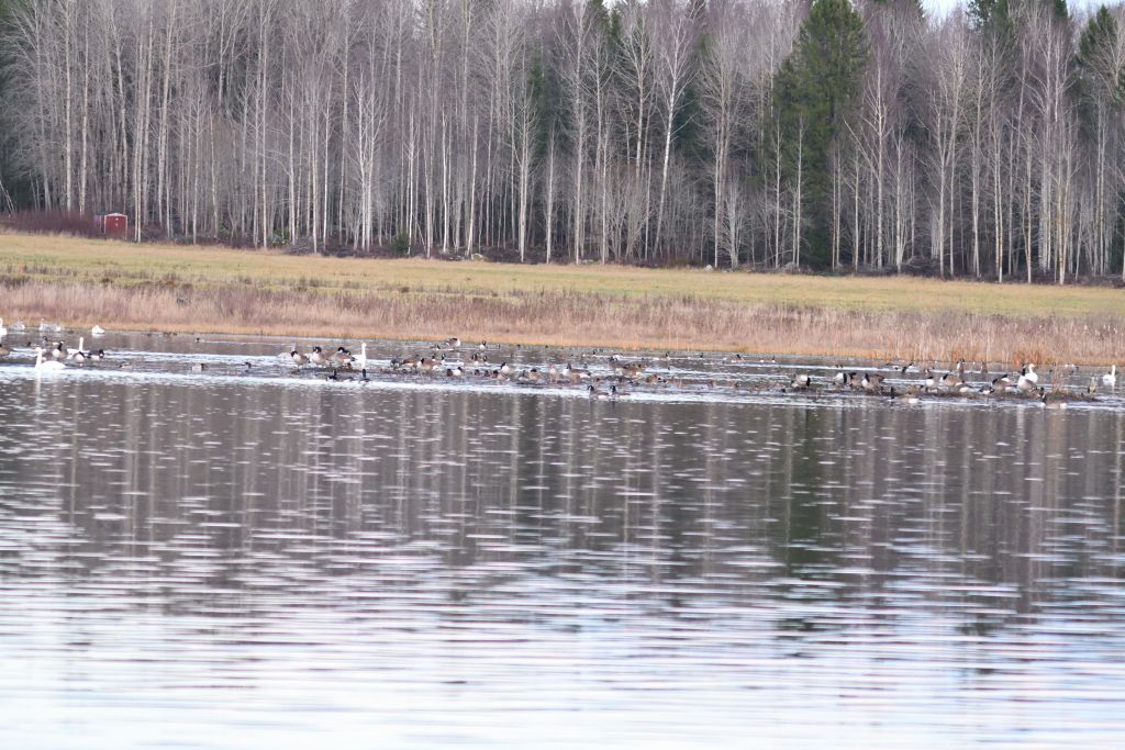 Ålsjöns Naturreservat 2025-11-13