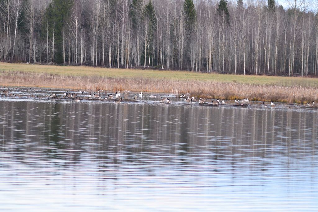 Ålsjöns Naturreservat 2025-11-13