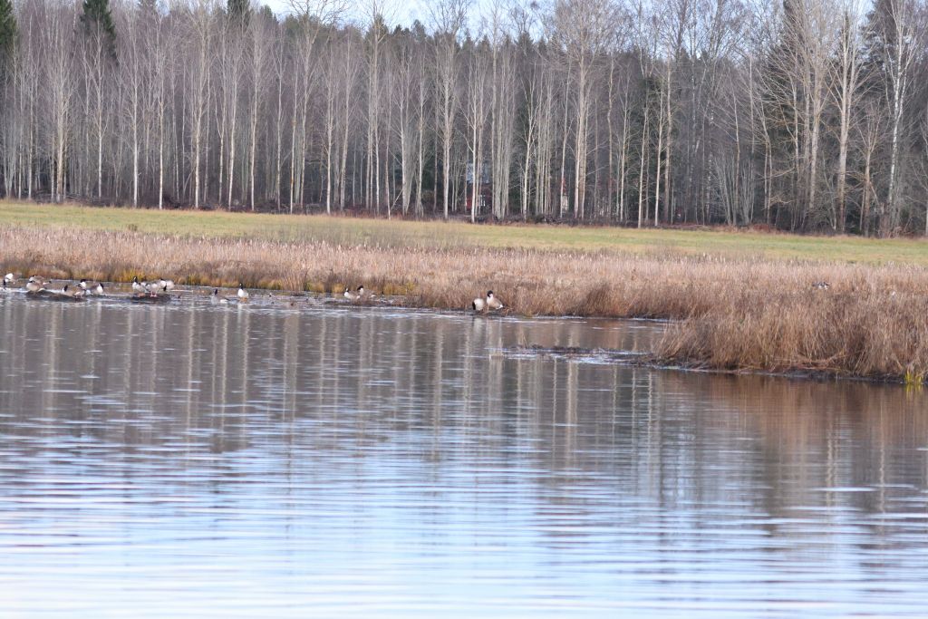 Ålsjöns Naturreservat 2025-11-13