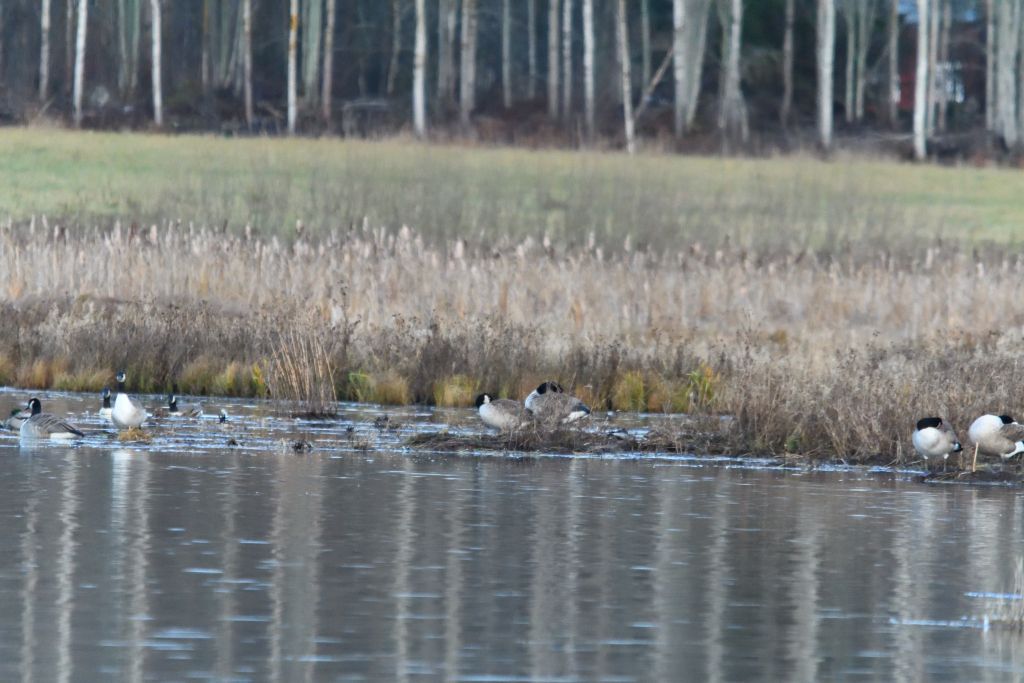 Ålsjöns Naturreservat 2025-11-13