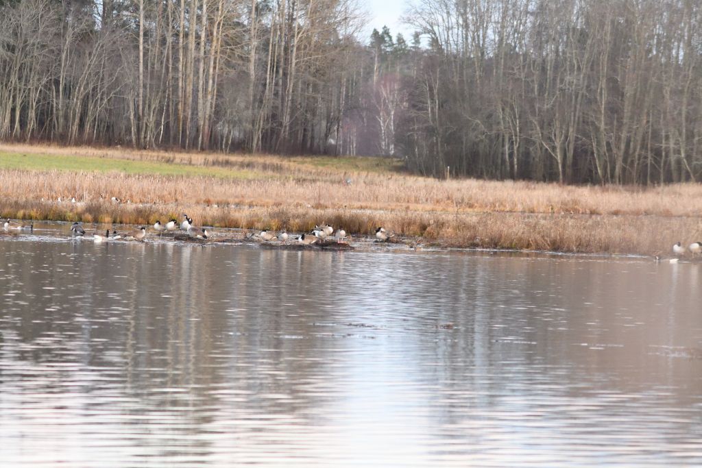 Ålsjöns Naturreservat 2025-11-13