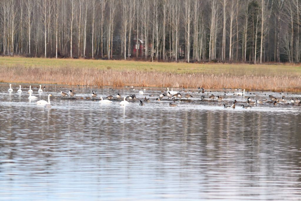 Ålsjöns Naturreservat 2025-11-13