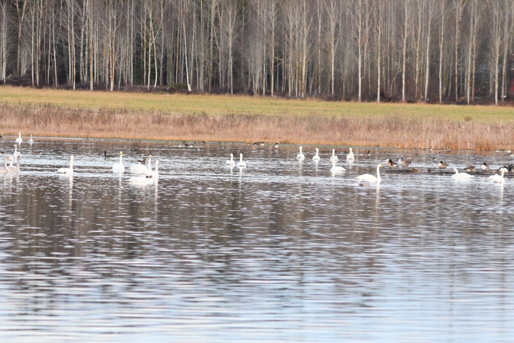 Ålsjöns Naturreservat 2025-11-13