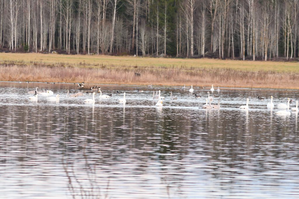 Ålsjöns Naturreservat 2025-11-13