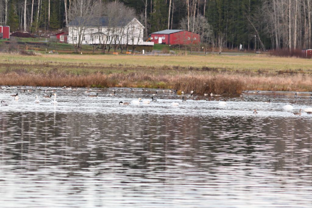 Ålsjöns Naturreservat 2025-11-13