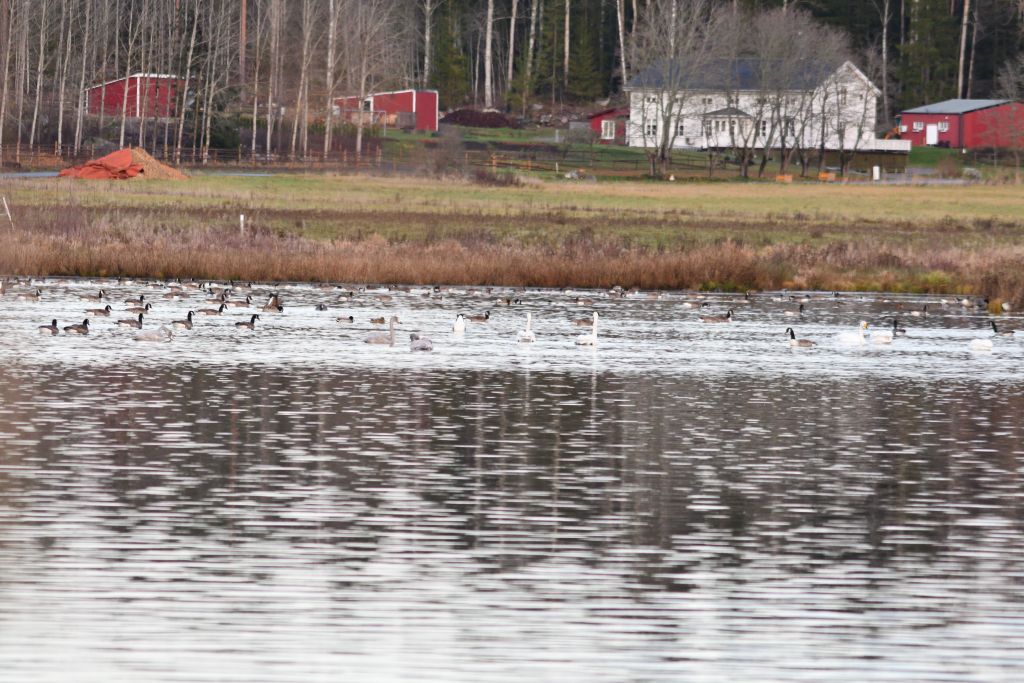Ålsjöns Naturreservat 2025-11-13