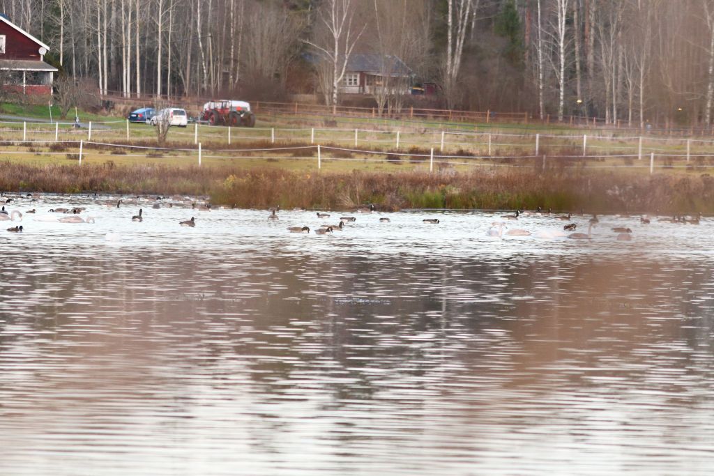 Ålsjöns Naturreservat 2025-11-13