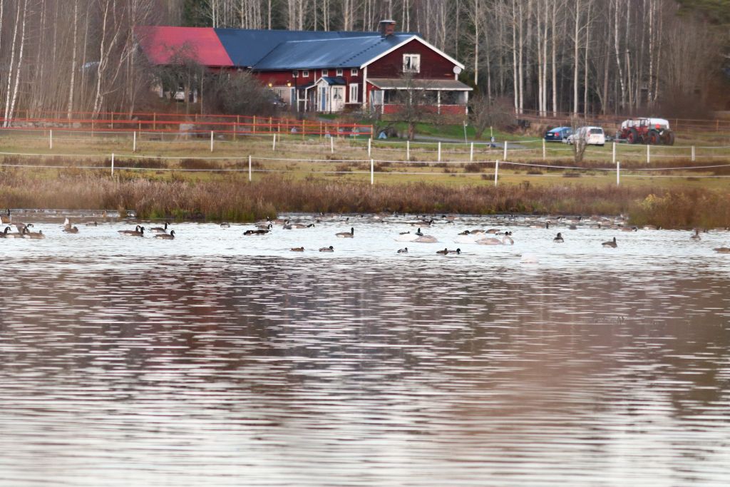 Ålsjöns Naturreservat 2025-11-13
