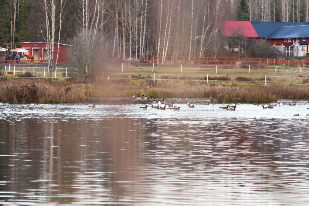 Ålsjöns Naturreservat 2025-11-13