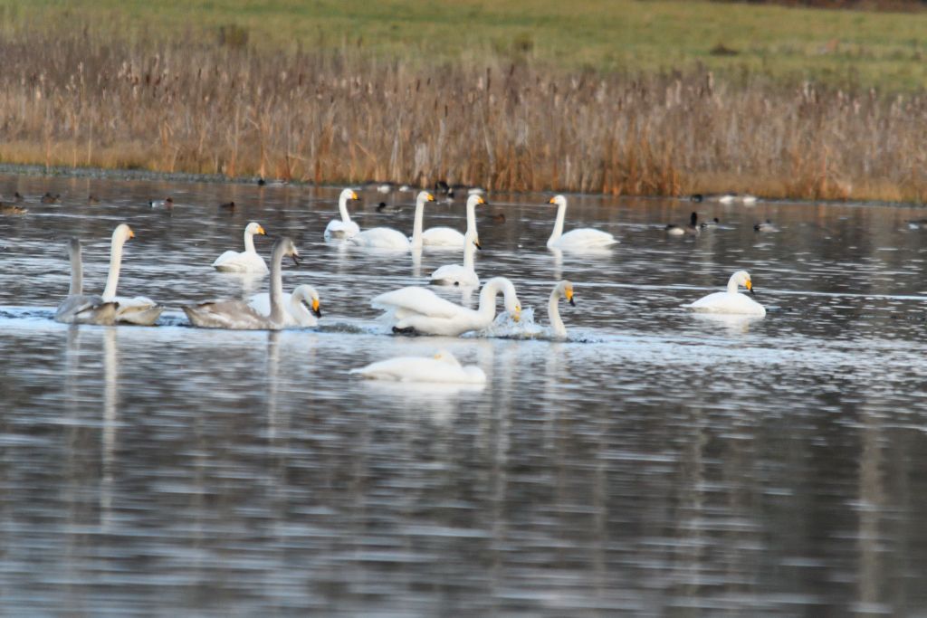 Ålsjöns Naturreservat 2025-11-13