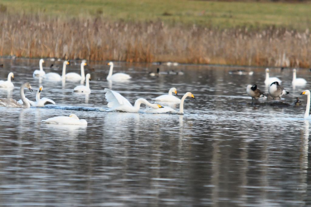 Ålsjöns Naturreservat 2025-11-13