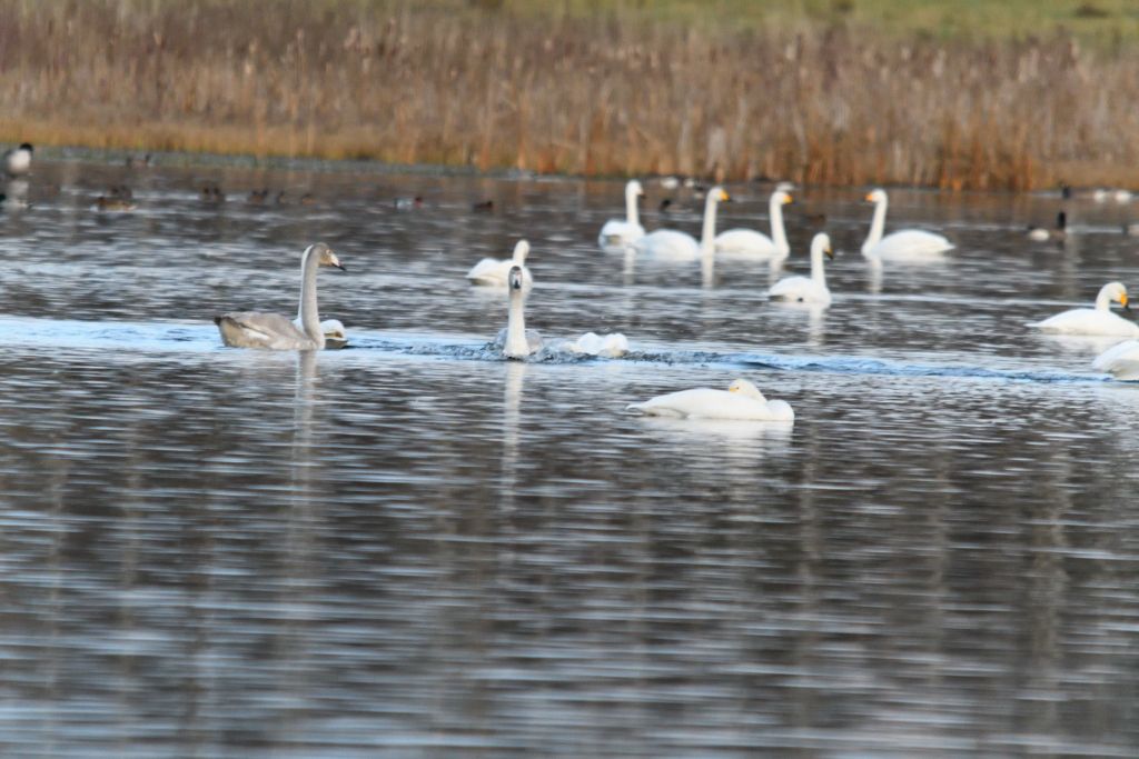 Ålsjöns Naturreservat 2025-11-13