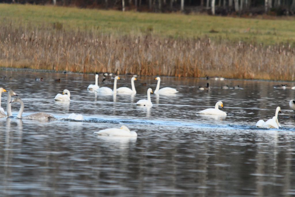 Ålsjöns Naturreservat 2025-11-13