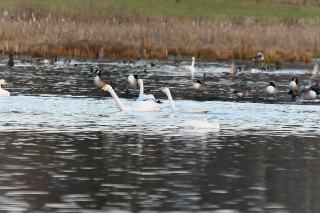 Ålsjöns Naturreservat 2025-11-13