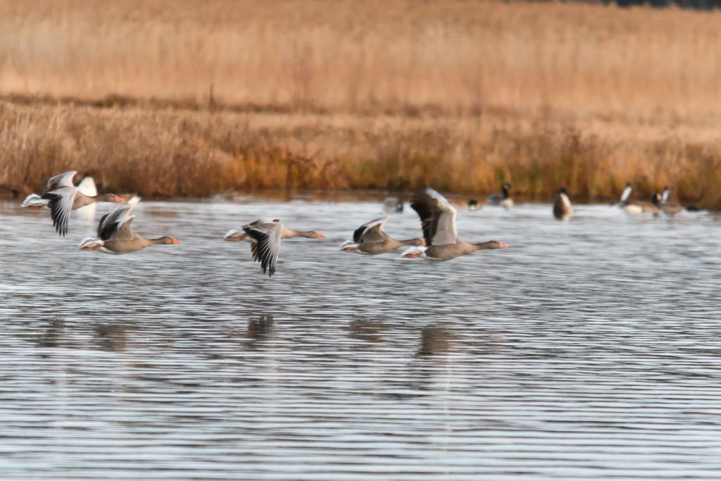 Ålsjöns Naturreservat 2025-11-13