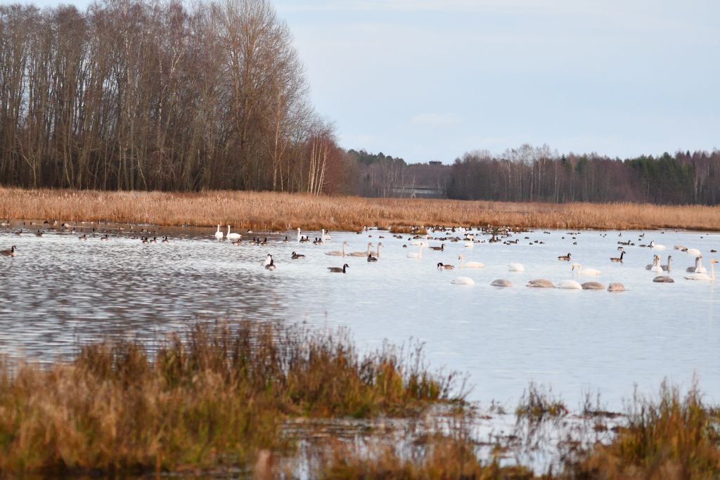 Ålsjöns Naturreservat 2025-11-13