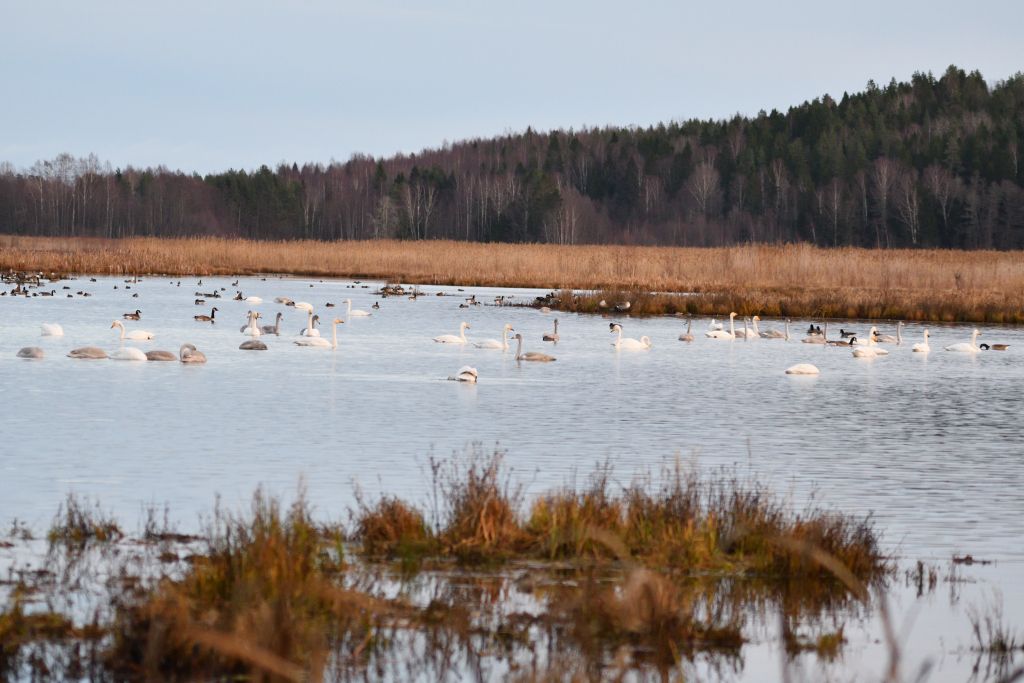 Ålsjöns Naturreservat 2025-11-13