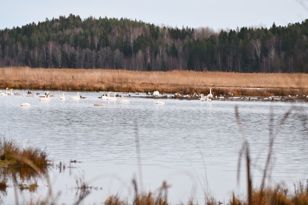 Ålsjöns Naturreservat 2025-11-13