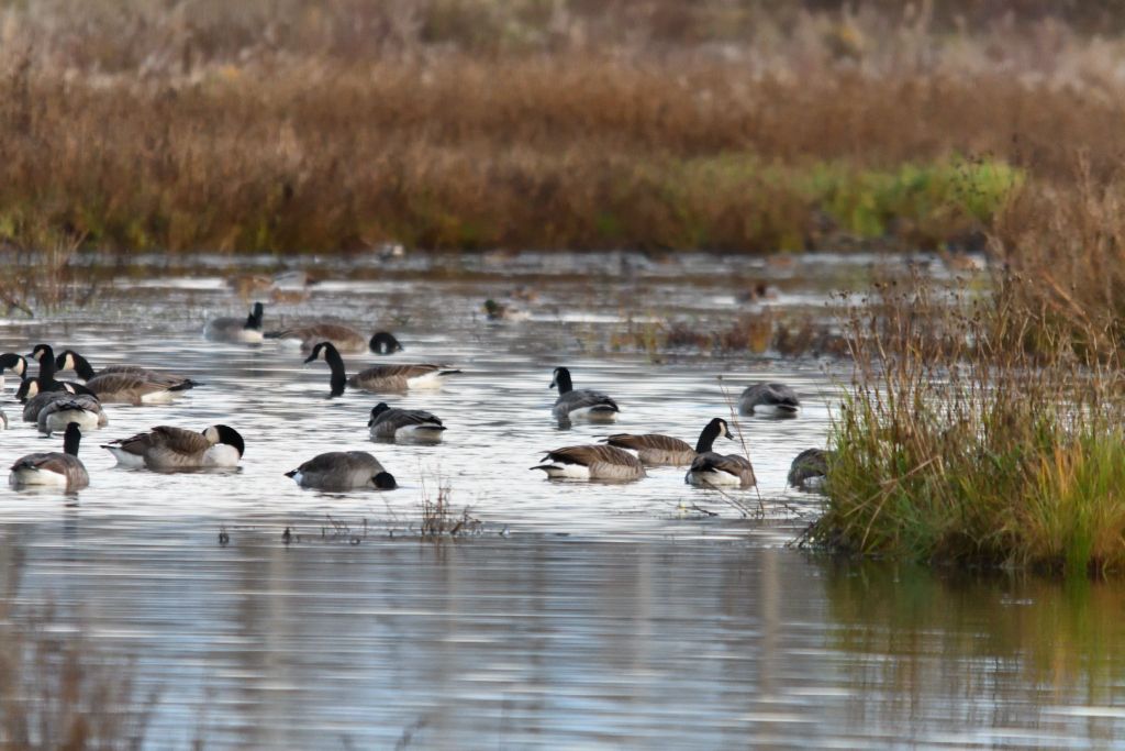 Ålsjöns Naturreservat 2025-11-13