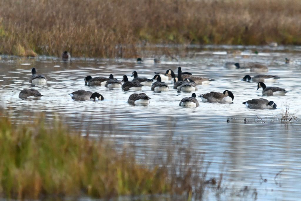 Ålsjöns Naturreservat 2025-11-13