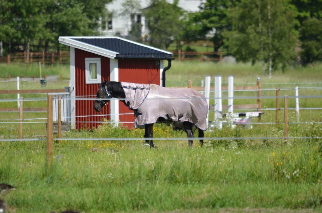 Ålsjöns Naturreservat 2024-06-21