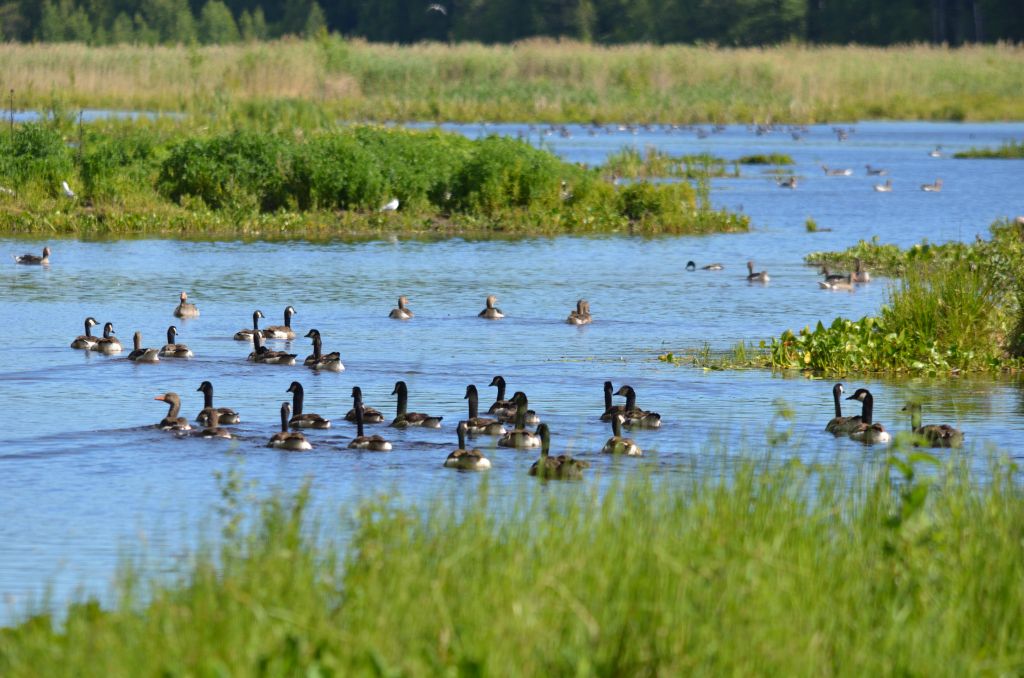 Ålsjöns Naturreservat 2024-06-21