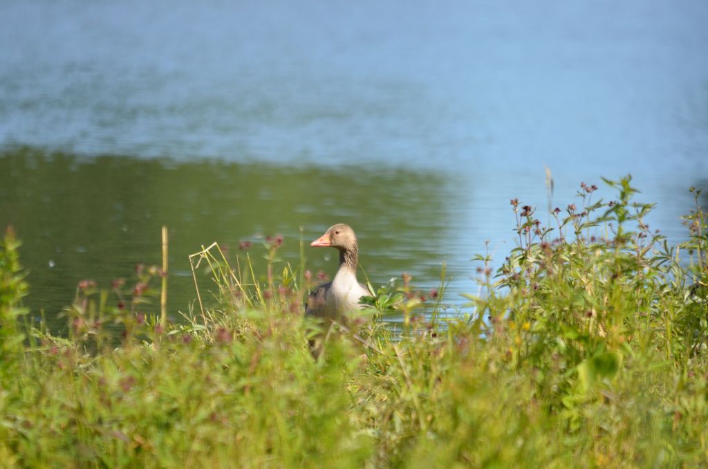 Ålsjöns Naturreservat 2024-06-21