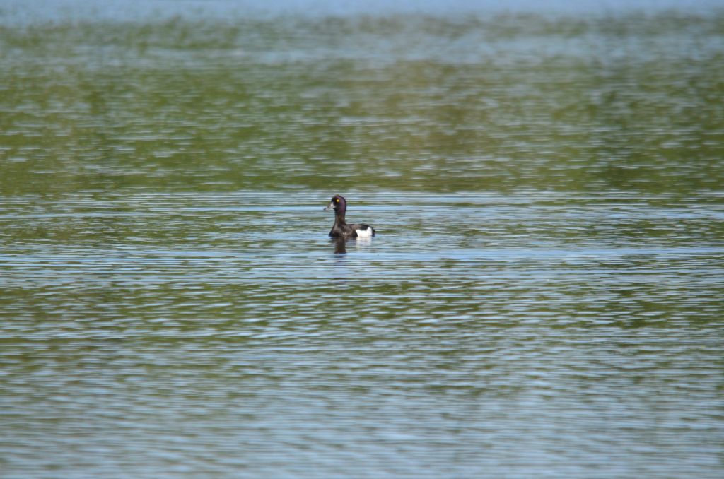 Ålsjöns Naturreservat 2024-06-21