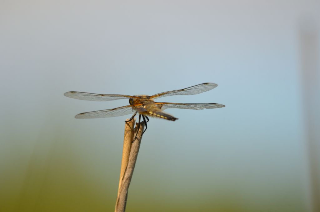 Ålsjöns Naturreservat 2024-06-21